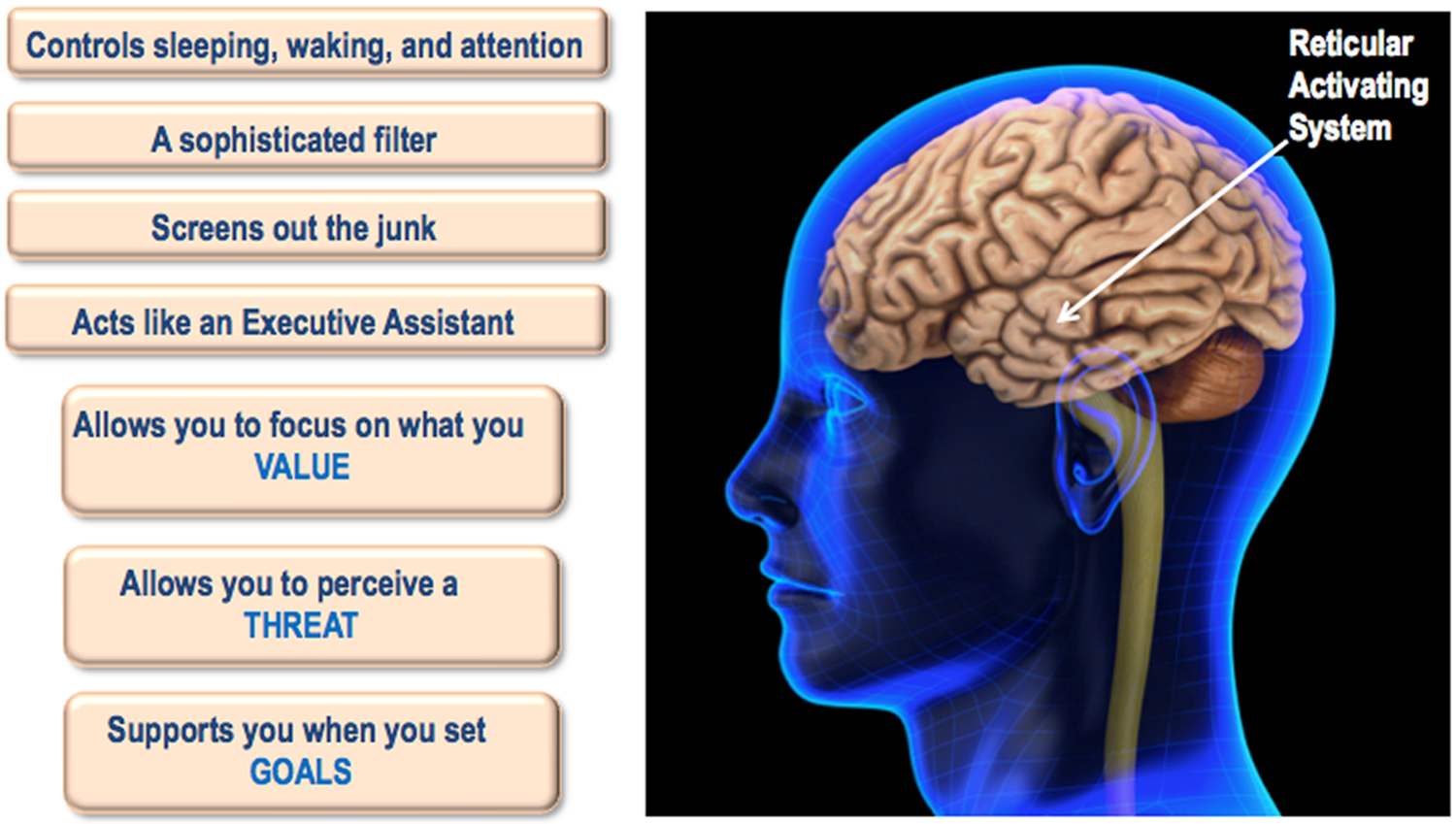 The Secret of the Reticular Activating System | Mark Andre Alexander